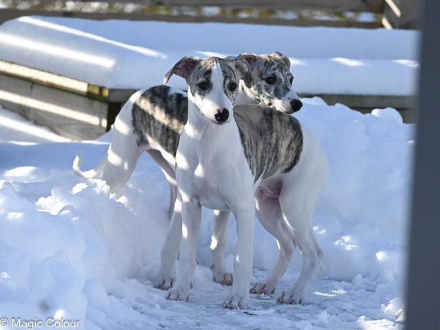 Kennel Magic Colour whippet