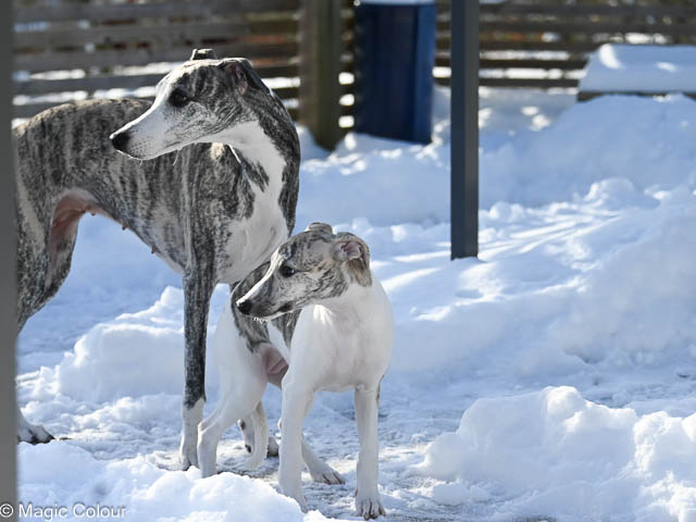 Kennel Magic Colour whippet