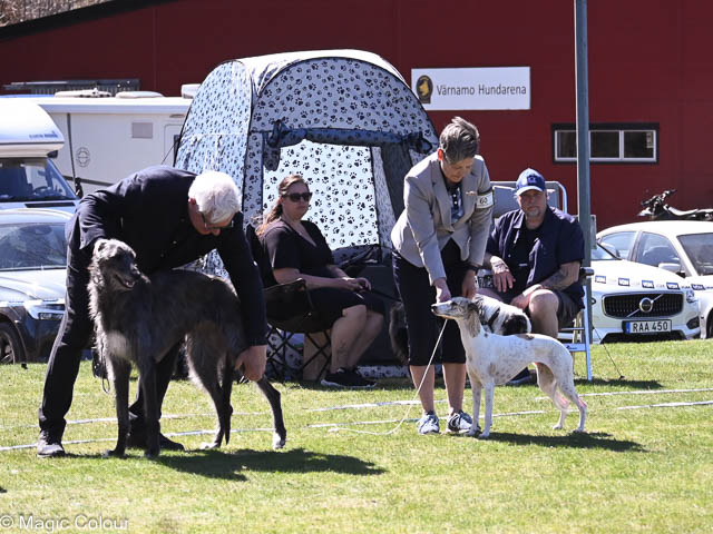 Kennel Magic Colour whippet