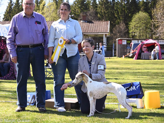 Kennel Magic Colour whippet