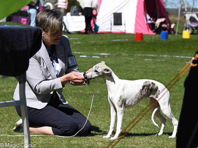 Kennel Magic Colour whippet