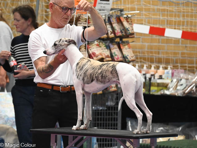 Kennel Magic Colour whippet