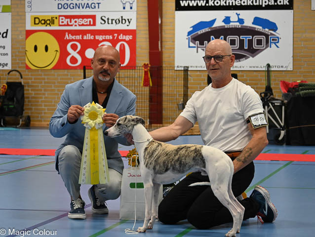 Kennel Magic Colour whippet