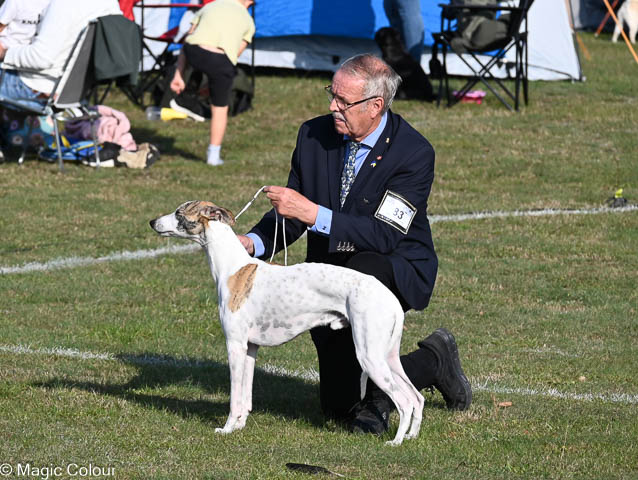 Kennel Magic Colour whippet