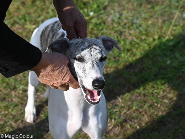 Kennel Magic Colour whippet