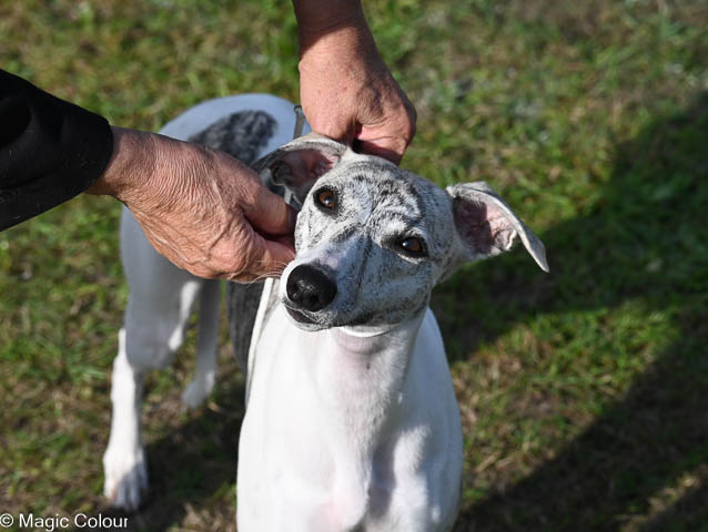 Kennel Magic Colour whippet