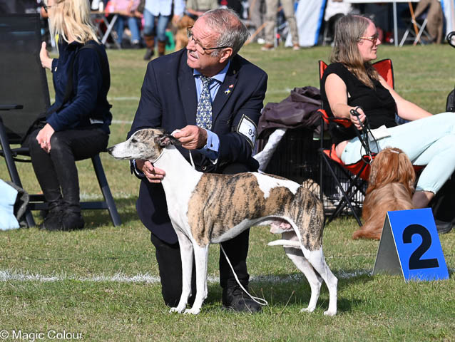 Kennel Magic Colour whippet