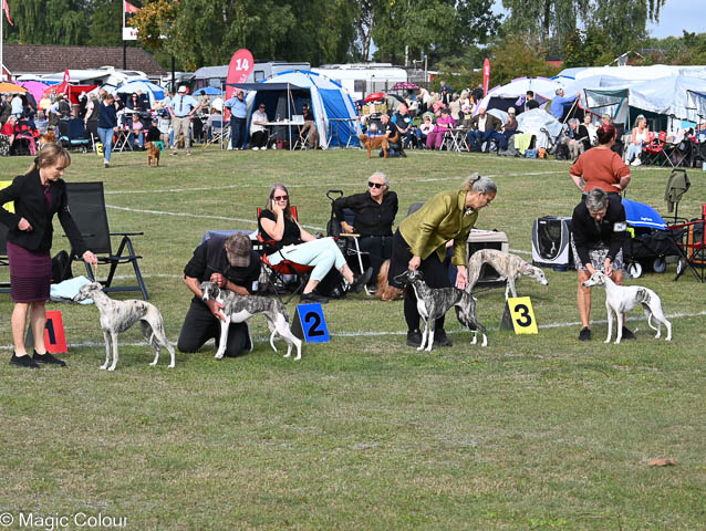 Kennel Magic Colour whippet