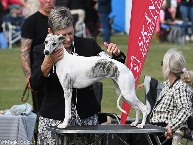 Kennel Magic Colour whippet