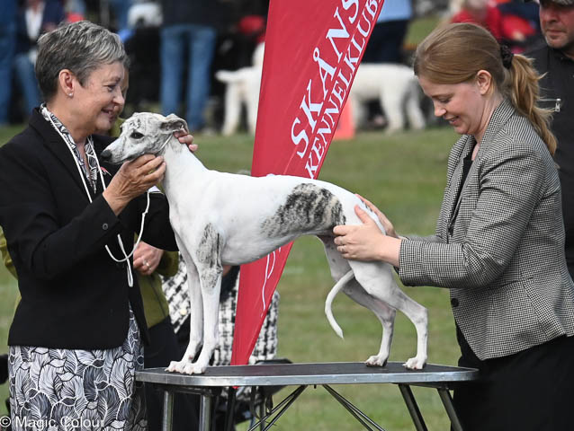 Kennel Magic Colour whippet