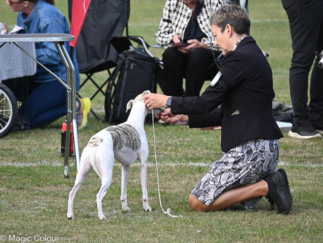 Kennel Magic Colour whippet