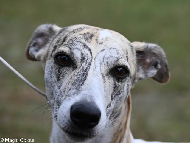 Kennel Magic Colour whippet