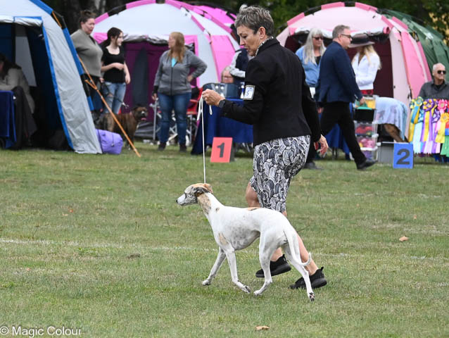 Kennel Magic Colour whippet