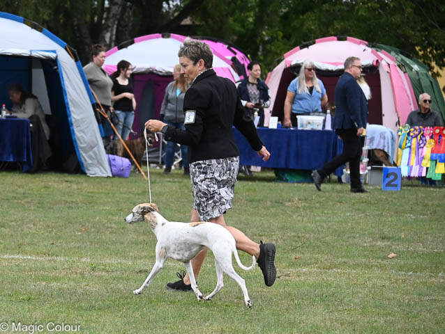 Kennel Magic Colour whippet