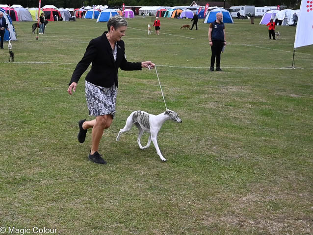 Kennel Magic Colour whippet