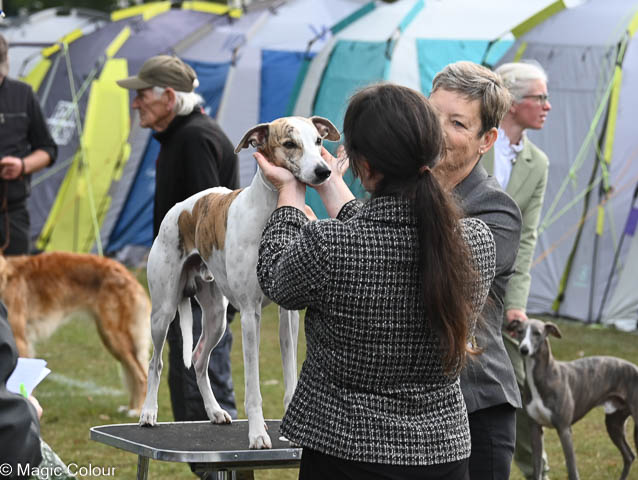 Kennel Magic Colour whippet