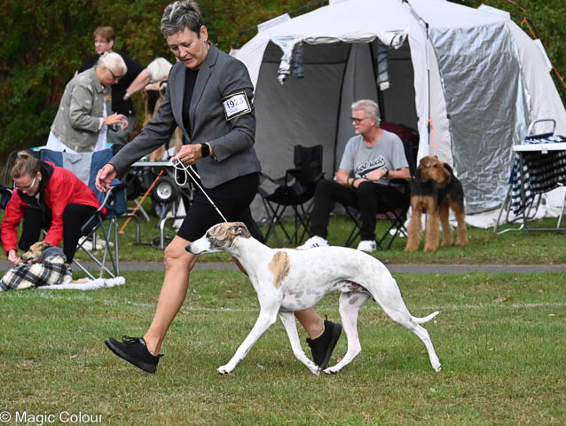 Kennel Magic Colour whippet