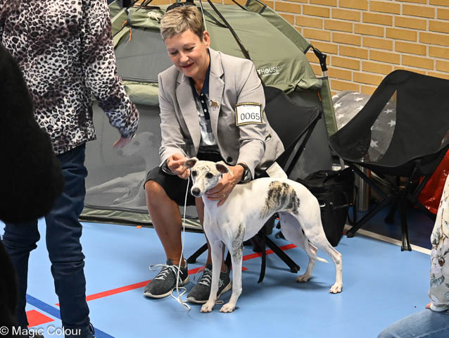 Kennel Magic Colour whippet