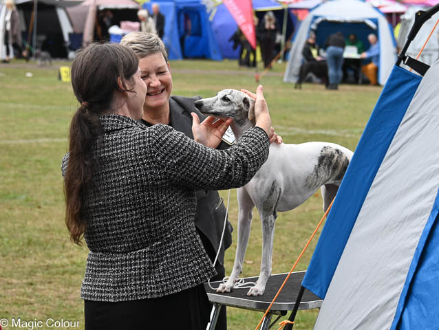 Kennel Magic Colour whippet