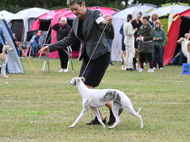Kennel Magic Colour whippet