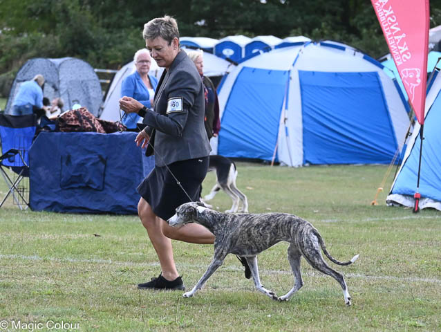 Kennel Magic Colour whippet