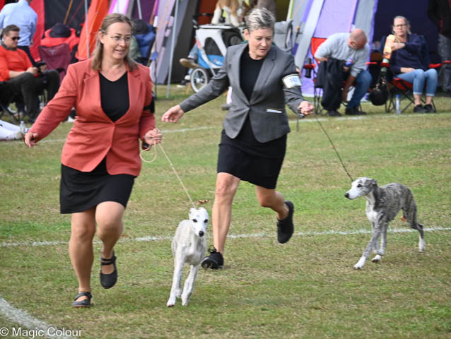 Kennel Magic Colour whippet