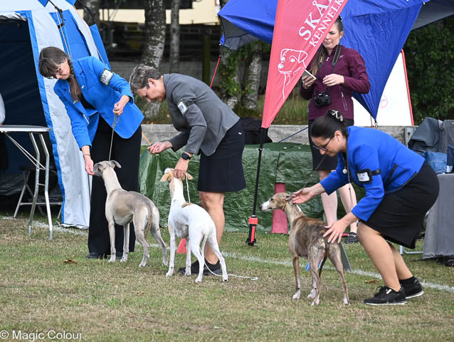 Kennel Magic Colour whippet