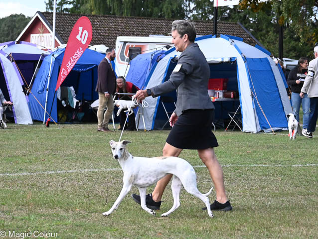 Kennel Magic Colour whippet