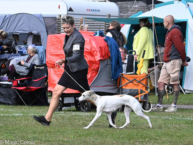 Kennel Magic Colour whippet