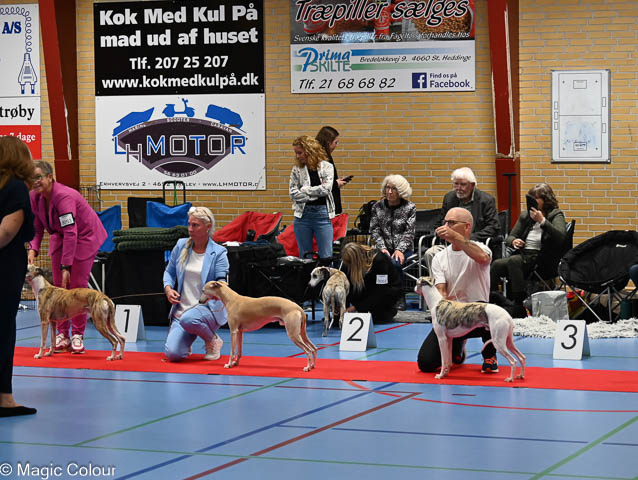 Kennel Magic Colour whippet