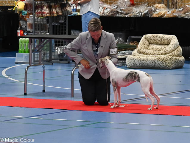 Kennel Magic Colour whippet