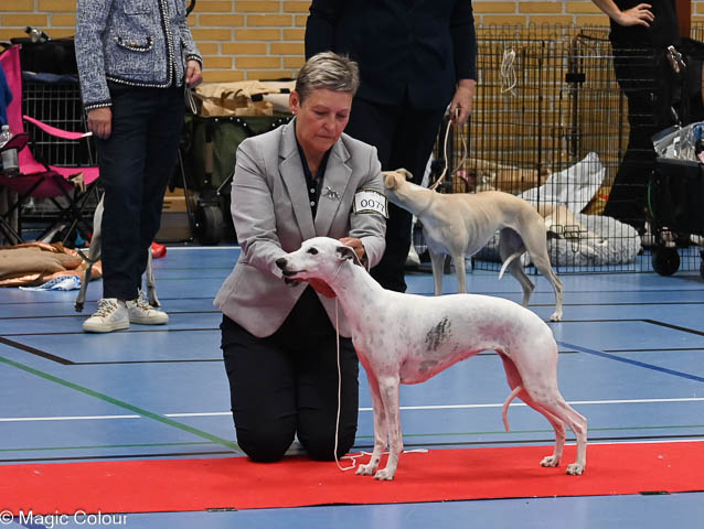 Kennel Magic Colour whippet
