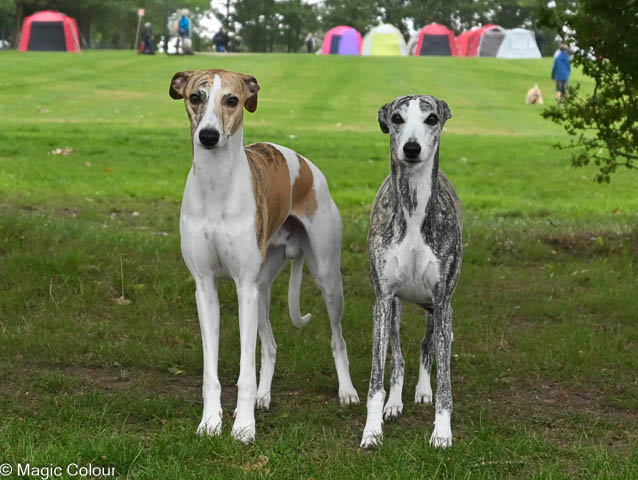 Kennel Magic Colour whippet
