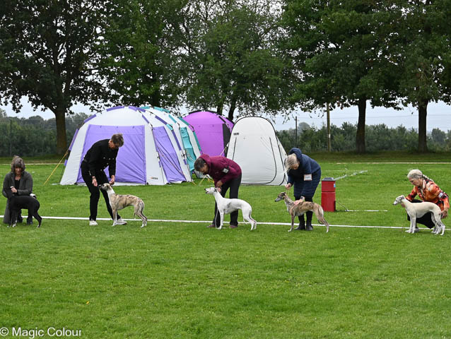 Kennel Magic Colour whippet