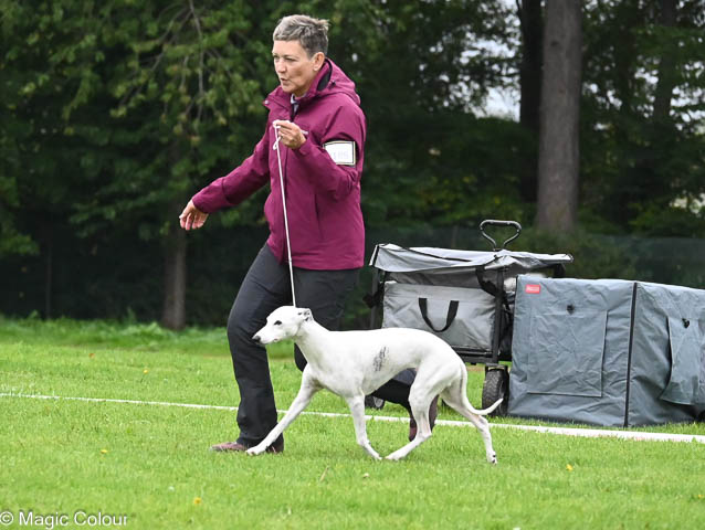 Kennel Magic Colour whippet
