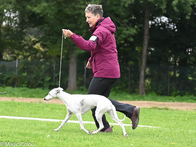 Kennel Magic Colour whippet