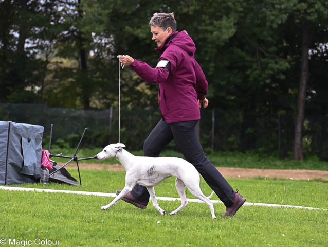 Kennel Magic Colour whippet