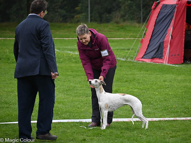 Kennel Magic Colour whippet