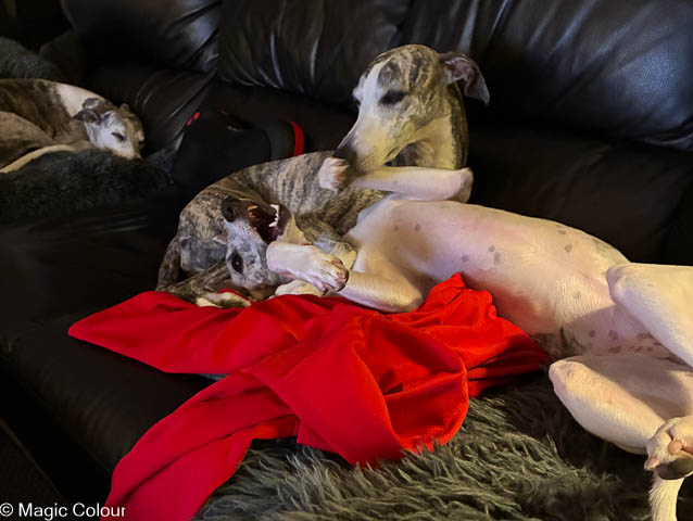 Kennel Magic Colour whippet