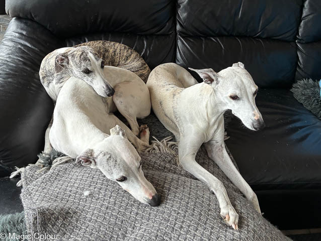 Kennel Magic Colour whippet