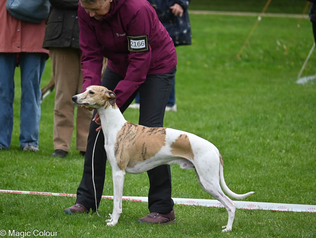 Kennel Magic Colour whippet