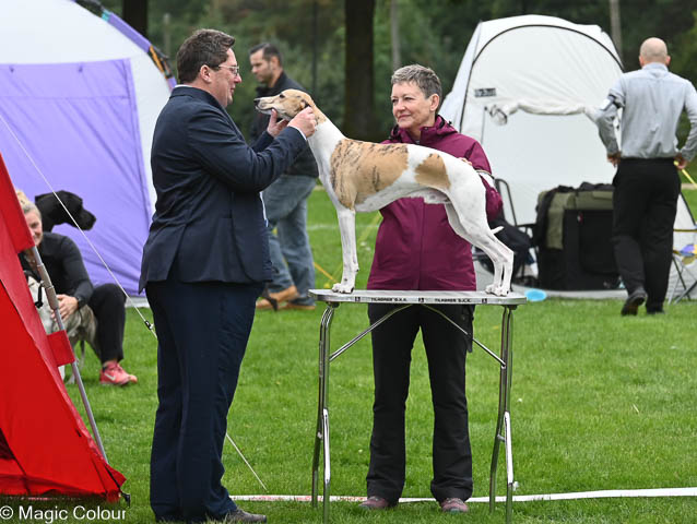 Kennel Magic Colour whippet