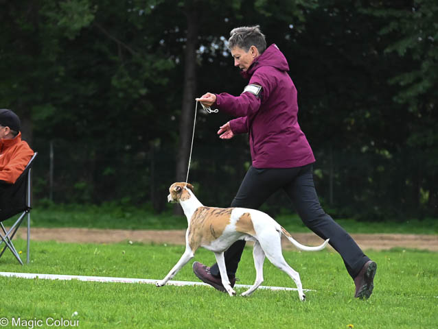 Kennel Magic Colour whippet
