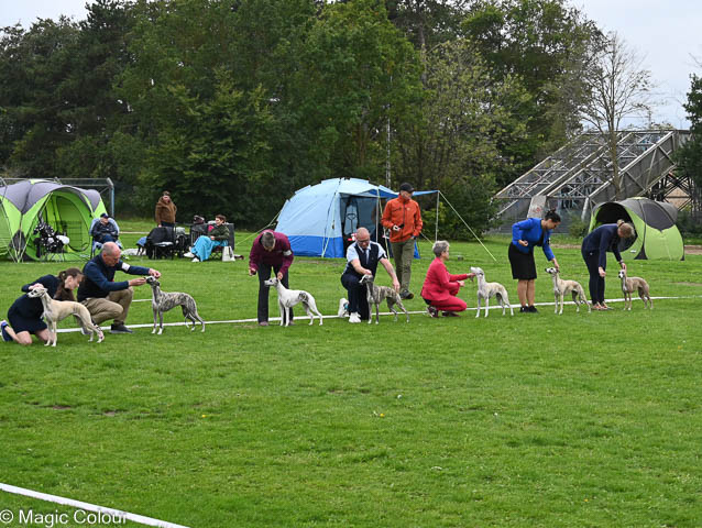 Kennel Magic Colour whippet
