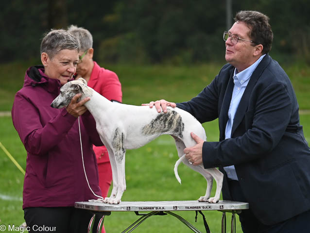 Kennel Magic Colour whippet