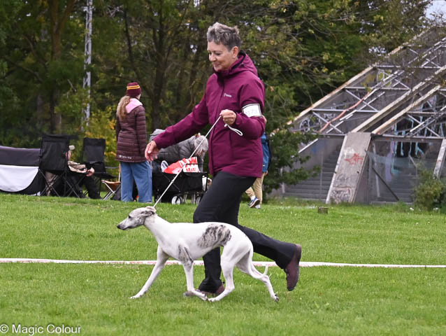 Kennel Magic Colour whippet