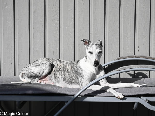 Kennel Magic Colour whippet