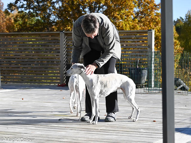 Kennel Magic Colour whippet