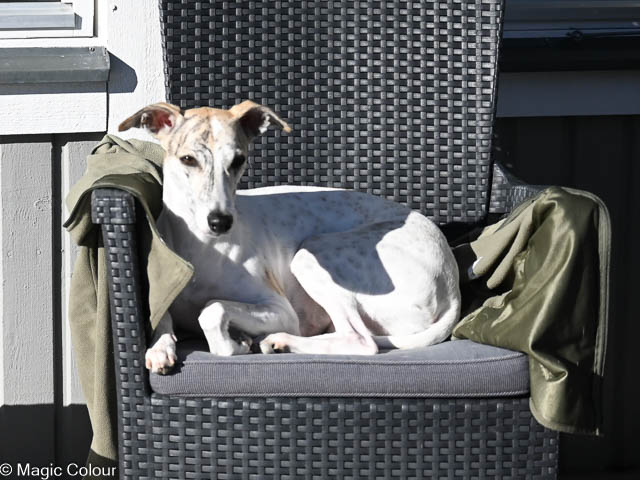 Kennel Magic Colour whippet