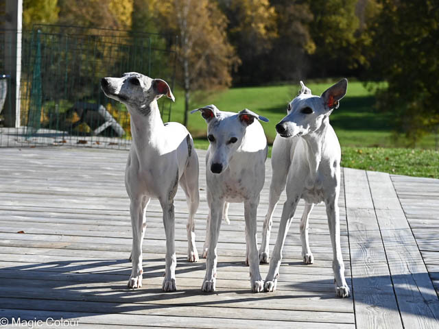 Kennel Magic Colour whippet
